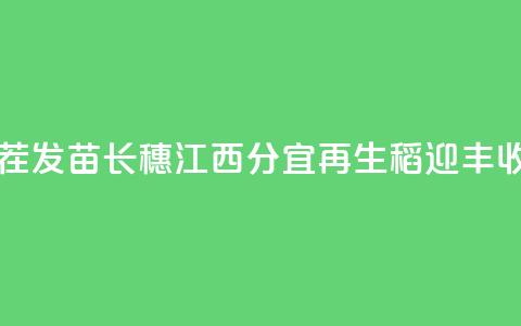 利用稻茬发苗长穗 江西分宜“再生稻”迎丰收 第1张 利用稻茬发苗长穗 江西分宜“再生稻”迎丰收 第1张