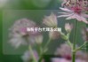 涨粉平台代理怎么做