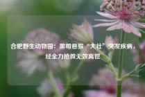 合肥野生动物园：黑帽悬猴“大壮”突发疾病，经全力抢救无效离世