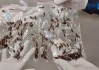 深圳一海关在入境渔船中截获德国小蠊20000余只