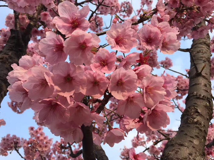 花开之处，便是故地  第15张